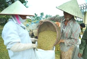 Xây dựng thương hiệu gạo Đồng bằng sông Cửu Long