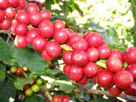Sẽ có nhiều “biện pháp mạnh” trong sản xuất và xuất khẩu cà phê
