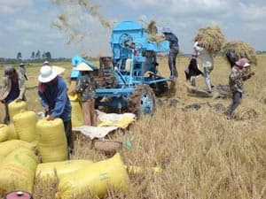 Giá gạo trong nước tăng chỉ là do tin đồn