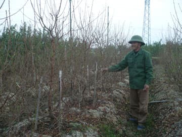 Nhộn nhịp đào Tết