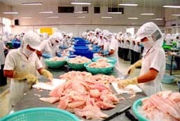 Xuất khẩu cá tra vươn lên số 1 thị phần thế giới
