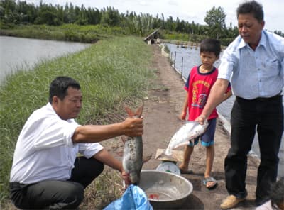 Nuôi cá dứa, hướng làm giàu mới