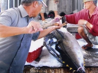 Cá ngừ Việt Nam đã xuất khẩu sang 87 thị trường