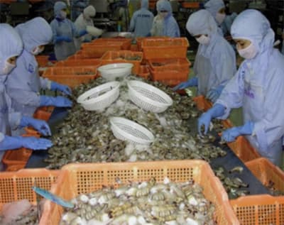Xuất khẩu tôm - hứa hẹn bứt phá
