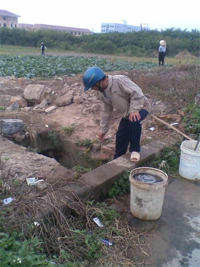 "Rau an toàn" tưới bằng nước thải