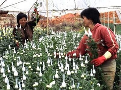 Hoa Việt Nam tìm hướng đi trên thị trường quốc tế