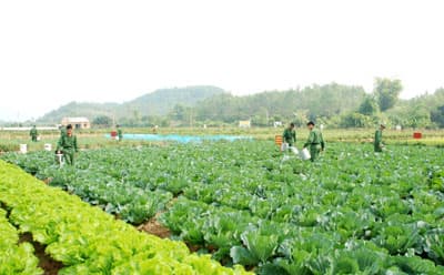 Hiệu quả từ  triển khai  dây chuyền sản xuất thịt hộp ở binh đoàn Tây Nguyên
