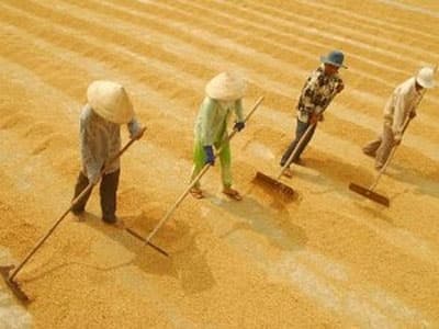 Thái Lan mong hợp tác với Việt Nam về thóc gạo