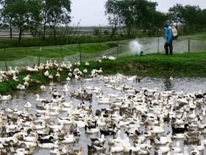 Tình trạng nhập lậu gia cầm có chiều hướng gia tăng