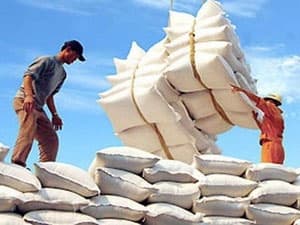 Thị trường xuất khẩu gạo đang có dấu hiệu tích cực