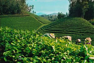 5 tháng: Kim ngạch xuất khẩu chè đạt hơn 69 triệu USD