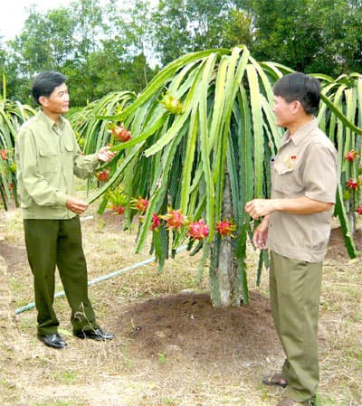 Vượt khó, làm giàu trên quê mới