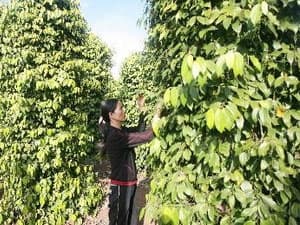 Xuất khẩu hồ tiêu đạt kim ngạch 550 triệu USD
