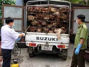 Gà nhập lậu vào thị trường Hà Nội đã giảm tới 90%