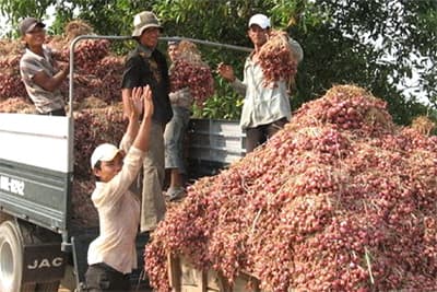 Hành tím giá “bèo”, nhà nông điêu đứng