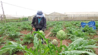 Giá Atiso Đà Lạt tăng vọt