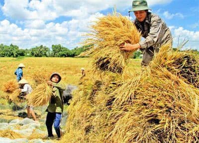 Giá lúa tăng, nông dân Hậu Giang phấn khởi