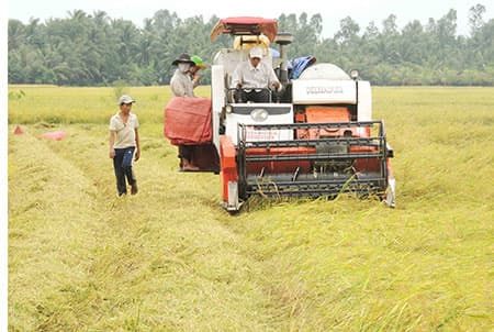 Giá lên vẫn lo