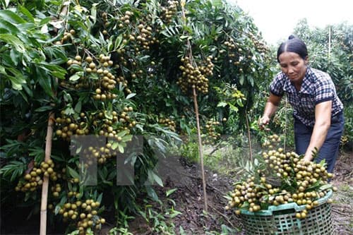 Nhãn lồng Hưng Yên chuẩn bị xuất khẩu sang thị trường Mỹ