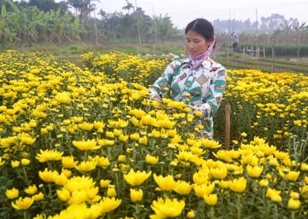 Làng hoa Tranh Xuyên vào vụ Tết