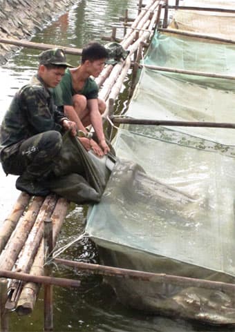 Nuôi cá ở Binh đoàn Quyết Thắng