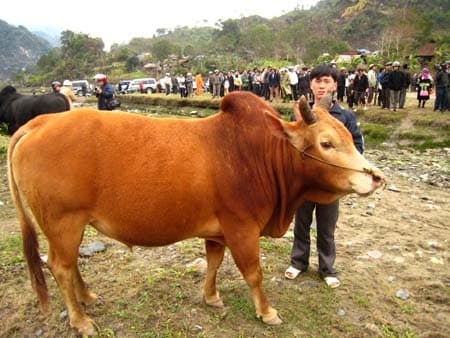 Hơn 21 tấn thịt bò Cao Bằng được tiêu thụ