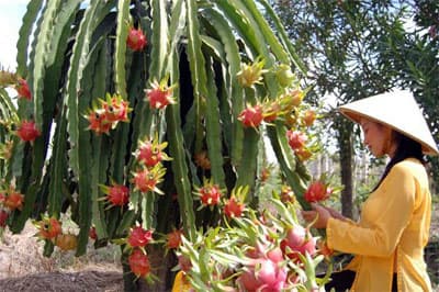 Nông dân bội thu thanh long nghịch vụ