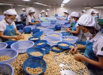 Gỡ khó cho hạt điều