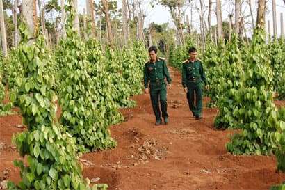 Nâng cao hiệu quả, tạo nguồn thu ổn định từ TGSX