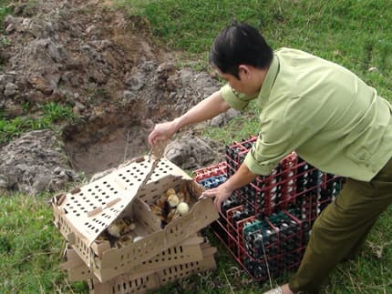 Bắt khối lượng lớn gia cầm và trứng gà không rõ xuất xứ
