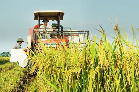 Để hàng nông, lâm, thủy sản Việt Nam trụ vững: Mở rộng thị trường, tổ chức lại sản xuất