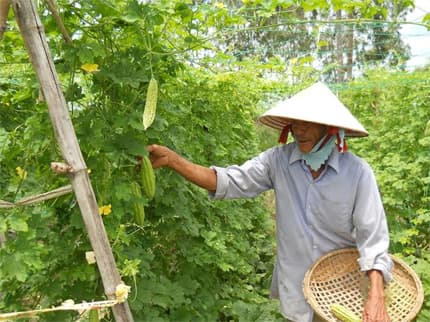 Một bệnh binh sản xuất giỏi và mẫu mực