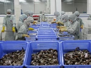 Kim ngạch xuất khẩu tôm cả năm đạt 2,25 tỷ USD