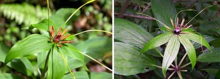 Cẩn thận với những trò lừa đảo khi mua cây thất diệp nhất chi hoa