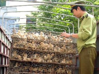 Bắc Giang: Bắt giữ 11.000 con gà giống nhập lậu