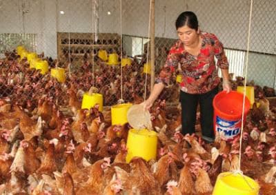 Đề xuất gói tín dụng 9000 tỷ đồng “cứu” ngành chăn nuôi