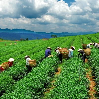 5 tháng: Kim ngạch xuất khẩu chè đạt hơn 69 triệu USD