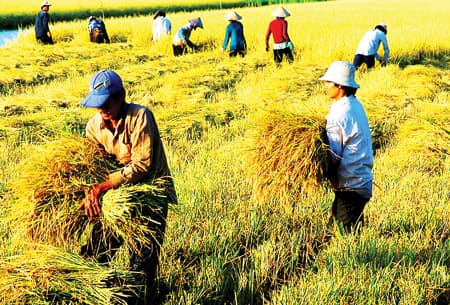 Hợp tác xã kiểu mới: Giải pháp đột phá phát triển nông nghiệp Việt Nam