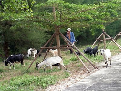 Chuyện nuôi dê của ông lão tuổi Mùi