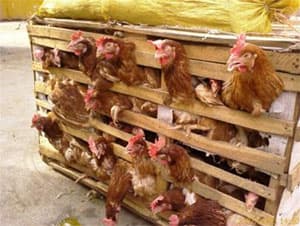 Lào Cai: Phát hiện 315kg gà nhập lậu