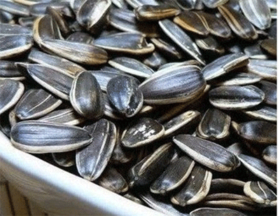 Kiểm tra hạt hướng dương Trung Quốc nghi có chất làm teo não