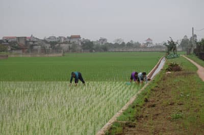 Lai Châu và Lào Cai sụt giảm về an ninh lương thực