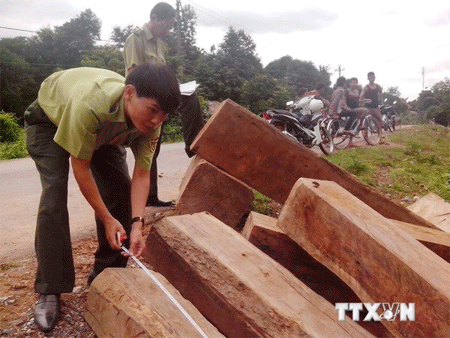 Quảng Ngãi: Bắt giữ vụ vận chuyển gỗ lậu cất giấu tinh vi trong thùng xe