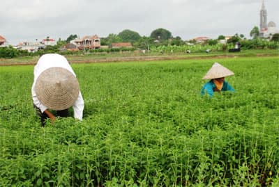 Cỏ ngọt rớt giá - người trồng lao đao