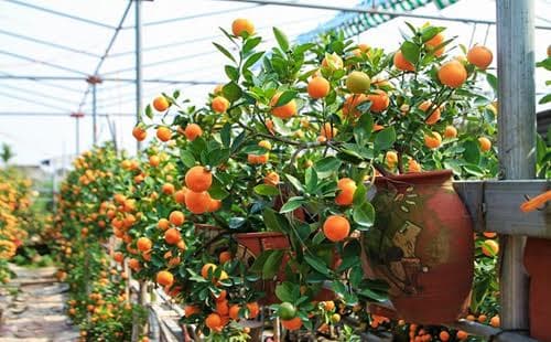 Quất bonsai tạo không gian mới lạ cho ngày Tết
