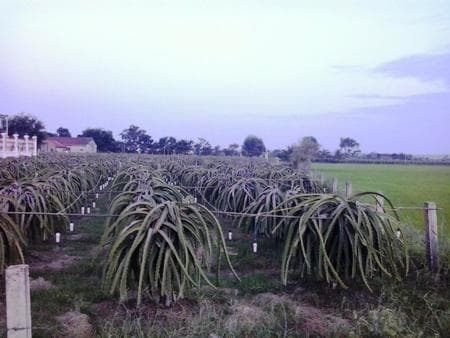Báo động nạn trộm bóng đèn ở vườn thanh long