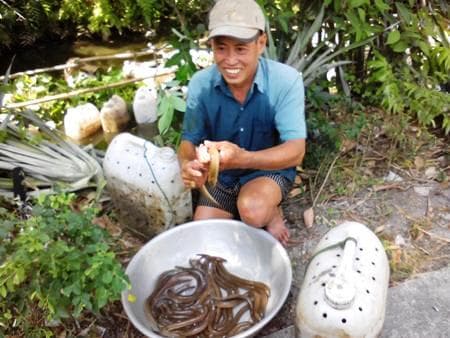 Nuôi lươn trong can nhựa