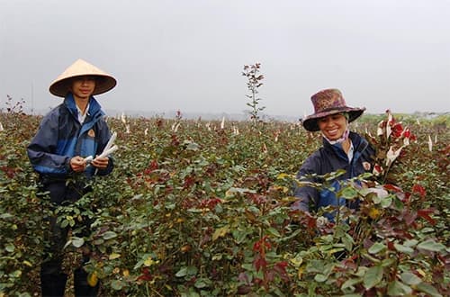Nỗi lòng người trồng hoa Mê Linh