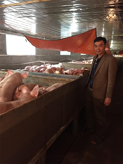 Thành công nhờ nuôi lợn trong môi trường sạch