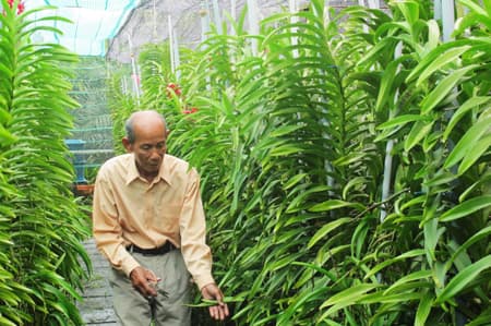 Trồng hoa lan ở vùng ven
